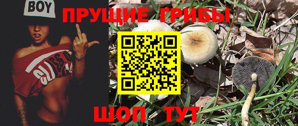 Псилоцибиновые грибы Psilocybine cubensis Ачинск