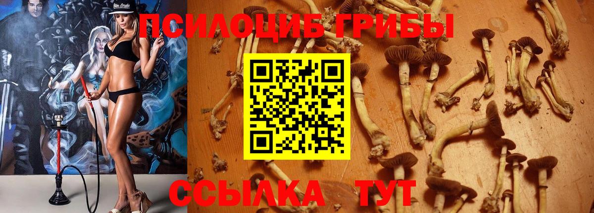 Ачинск  Псилоцибиновые грибы Magic Shrooms  дарнет шоп  Вход с VPN 